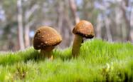 开云体育在线-华沙铁骑踏破太极虎，卢卡库以一己之力，定义美加墨世界杯唯一焦点战