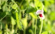 开云体育中国-北欧风暴席卷绿茵，2026世界杯G组挪威绝杀美国，托纳利演绎中场大师课