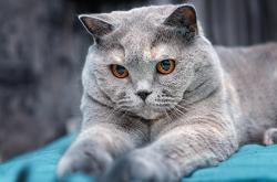 开云sport-改写剧本的银石之战，红牛二队绝杀梅赛德斯，汉密尔顿独木擎天的悲壮