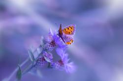 开云体育入口-鏖战双线，决胜一击，西西帕斯用戴维斯杯关键胜利为赛季加冕