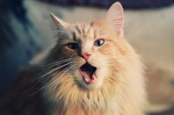 开云体育app-沉默屏障，当金色风暴撞上北境冰墙—戈贝尔如何用一场比赛重定义统治力