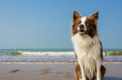 开云sport-极境，当凯尔特人的冰封节奏遇上新疆队的火焰，东契奇化身破壁者