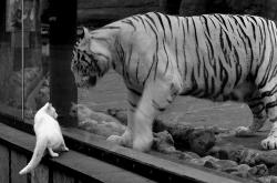 开云体育中国-意甲焦点战之夜，克瓦拉茨赫利亚双响定乾坤，那不勒斯力克强敌拉开差距