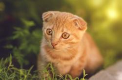 开云sport-星辰骑士觉醒，贝恩生涯之夜撕裂克利夫兰，银灰鹈鹕展翅宣告新时代