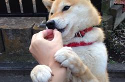 开云体育app-三分钟，从悬念到屠杀—绿军三节末的死亡变奏与布伦森的指挥艺术