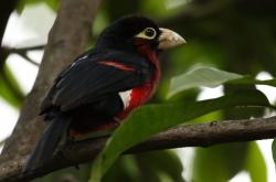 开云体育登录-红军铁蹄踏破波兰坚城，布雷默再现大场面先生本色