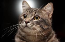 开云体育在线-双重绞索，马克西持续制造杀伤，勇士封锁新疆队