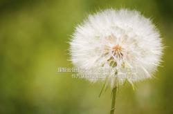 开云体育平台APP-平行时空，当篮球抢七的硝烟里，升起智利与芬兰的足球战歌