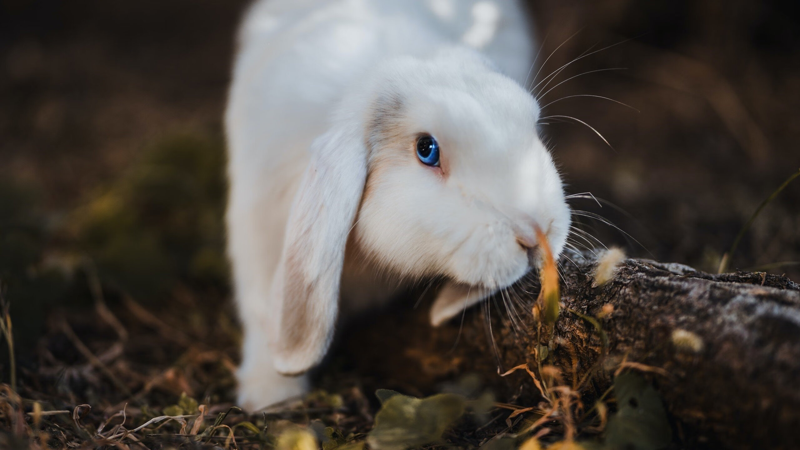 雪夜维也纳，当本泽马的星光刺破蓝白迷雾