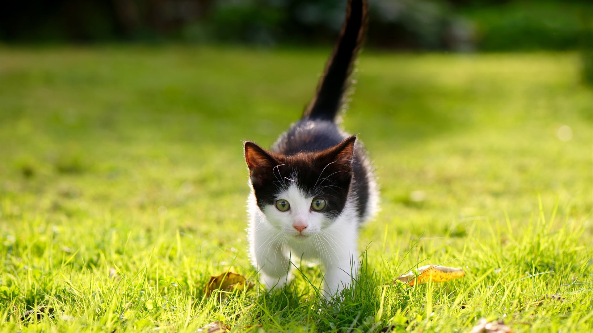 双重奏，德国队战术洪流碾压马来西亚，马琳用时间写下新纪录