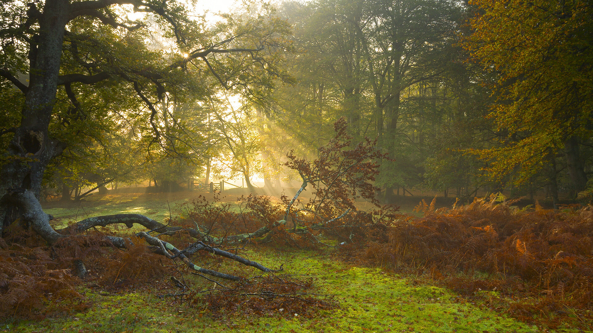 当暴力美学遇见灵魂魔术—体育中唯一性的永恒闪耀