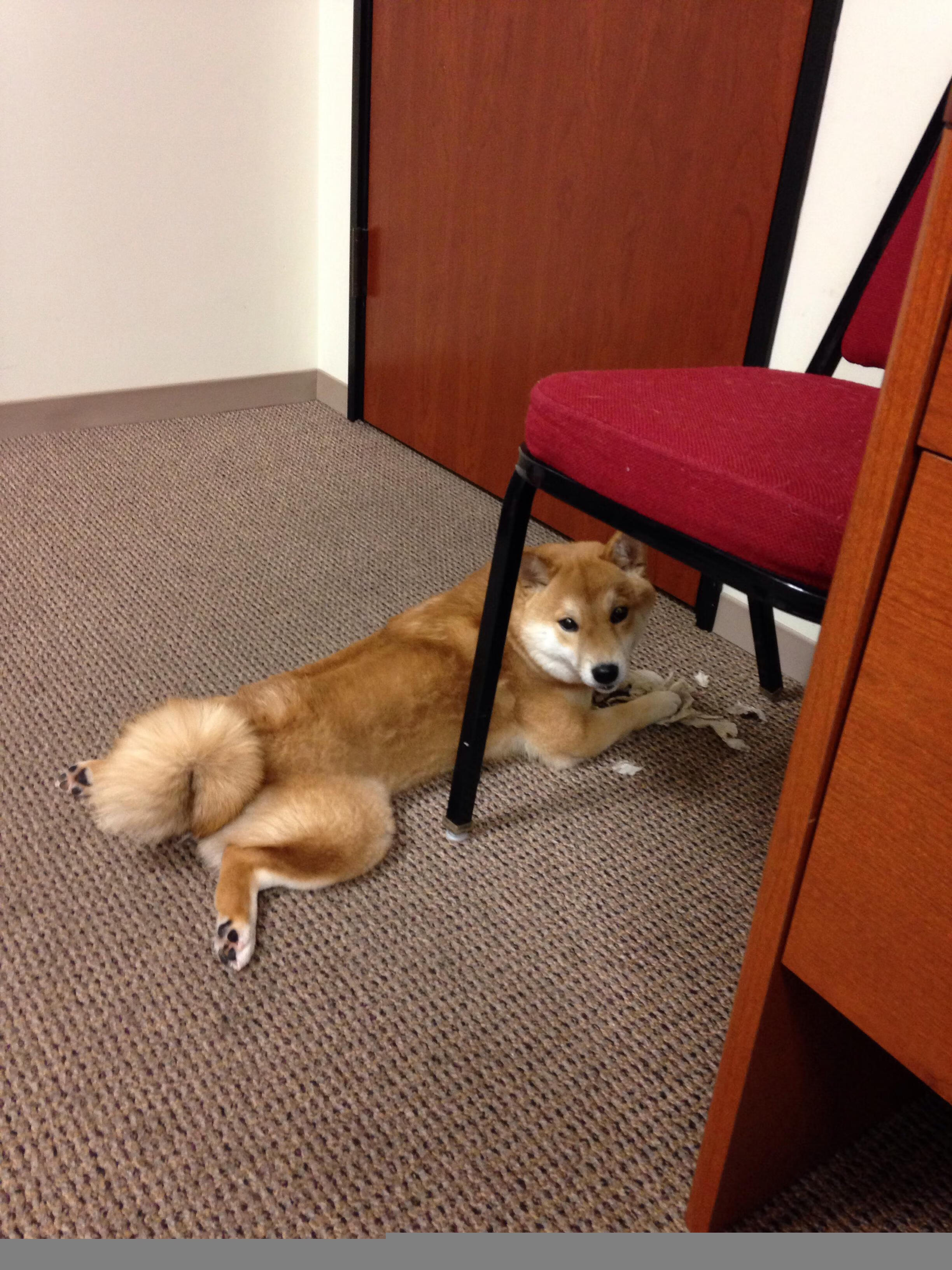 体育日双星闪耀，英格兰队绝境逢生险胜奥地利，梁靖崑乒乓球台演绎王者归来