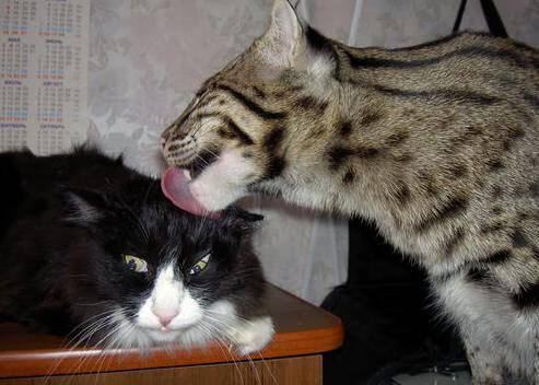 冰与火的交锋，中国队团体碾压中的李梓嘉孤星闪耀