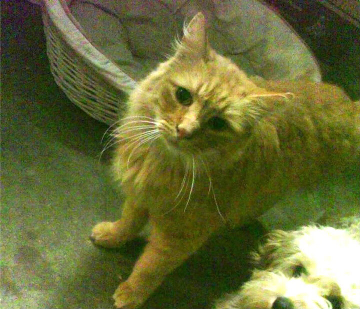 从维也纳到尼斯，阿拉巴的跨域钥匙，如何为法国豪门解锁乌克兰之谜？