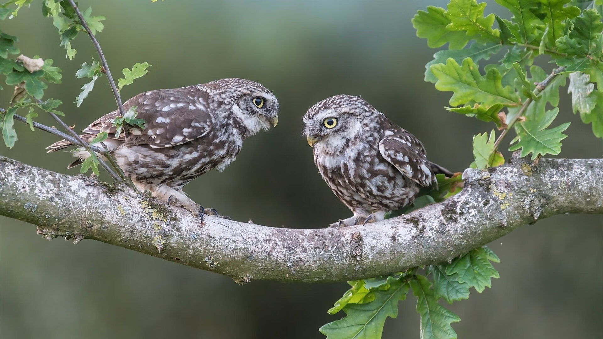 神之一脚！友谊赛变生死战，新西兰绝境爆冷勒沃库森，弗拉霍维奇封神夜诞生
