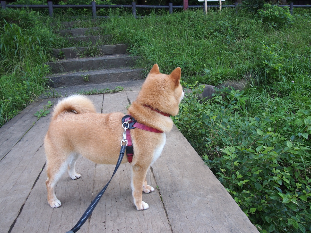 孤星照寒夜,卡拉斯科一剑封喉,苏格兰铁骑踏碎伯纳乌金身