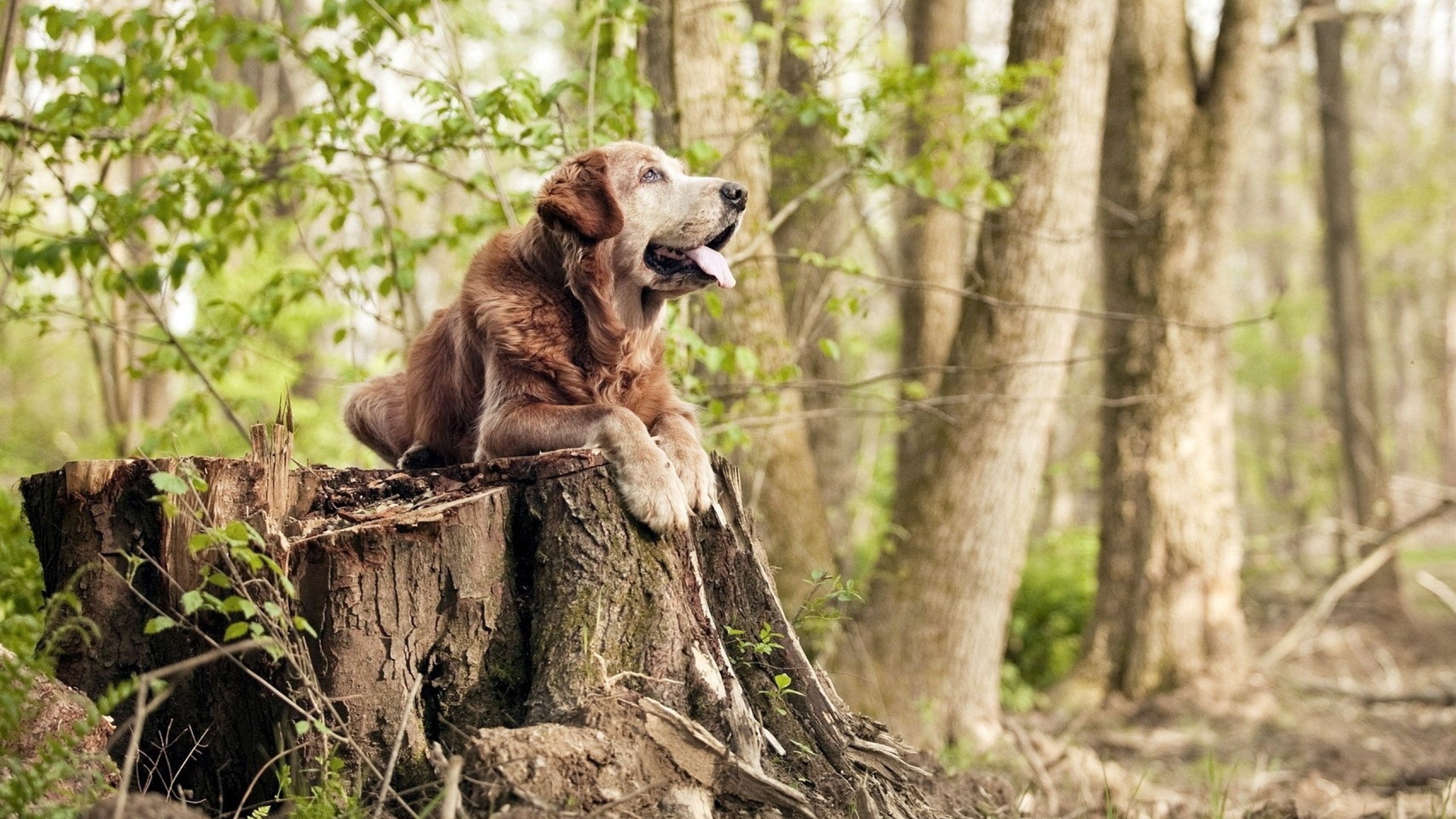 当篮球巨星踏入足球圣殿,美加墨世界杯之夜的布克统治全场