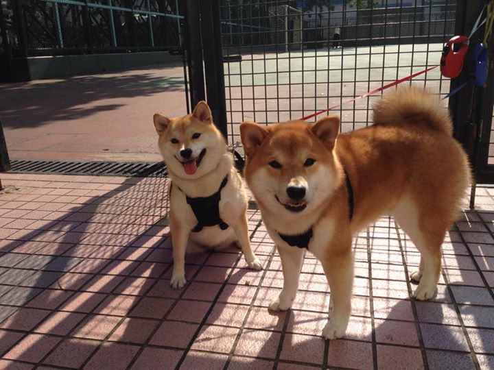 跨界传奇,当劳塔罗的足球灵魂在NBA总决赛苏醒,比利时与荷兰的世纪对决正在场外上演