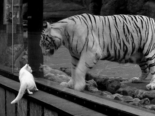 巴尔韦德与伊拉克,一曲决定胜负的交响