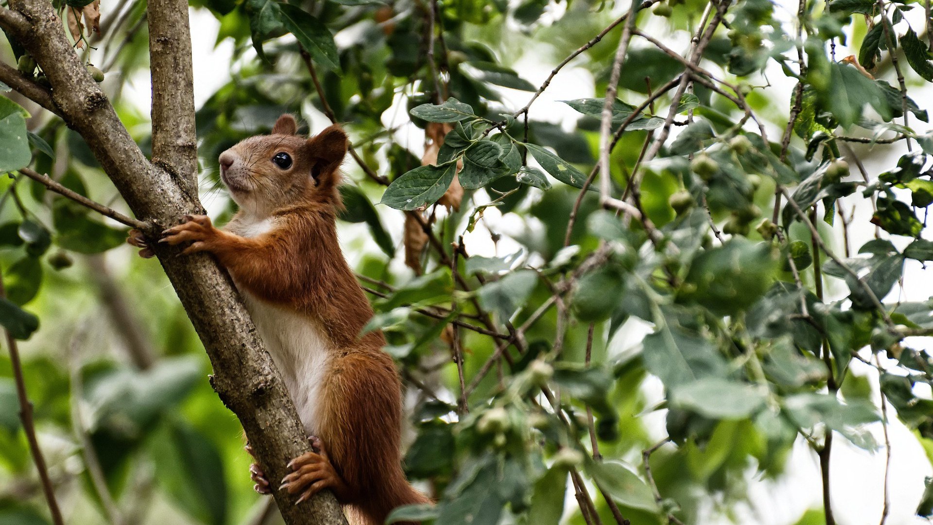 绿茵传奇的篮球之舞，苏亚雷斯在NBA总决赛之夜的冠军级表现