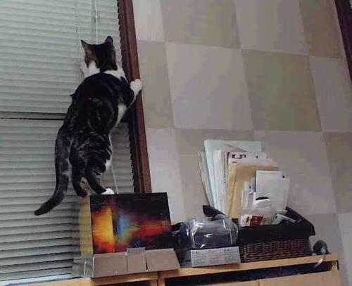 当足球叩响篮球之门,赖斯末节巨星时刻的跨维度启示