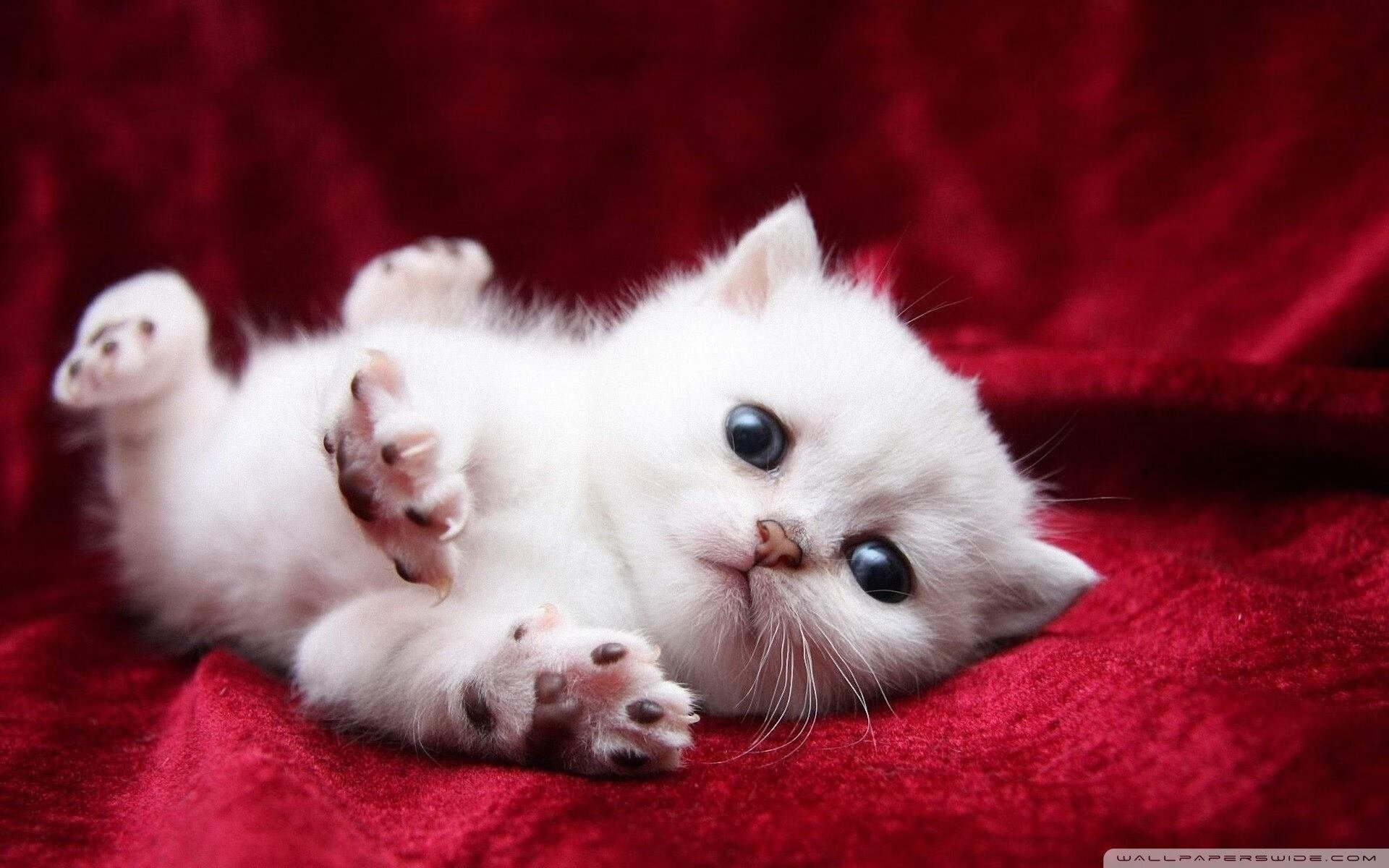 公牛快船防线集体报警，库里跨时空狙击报告