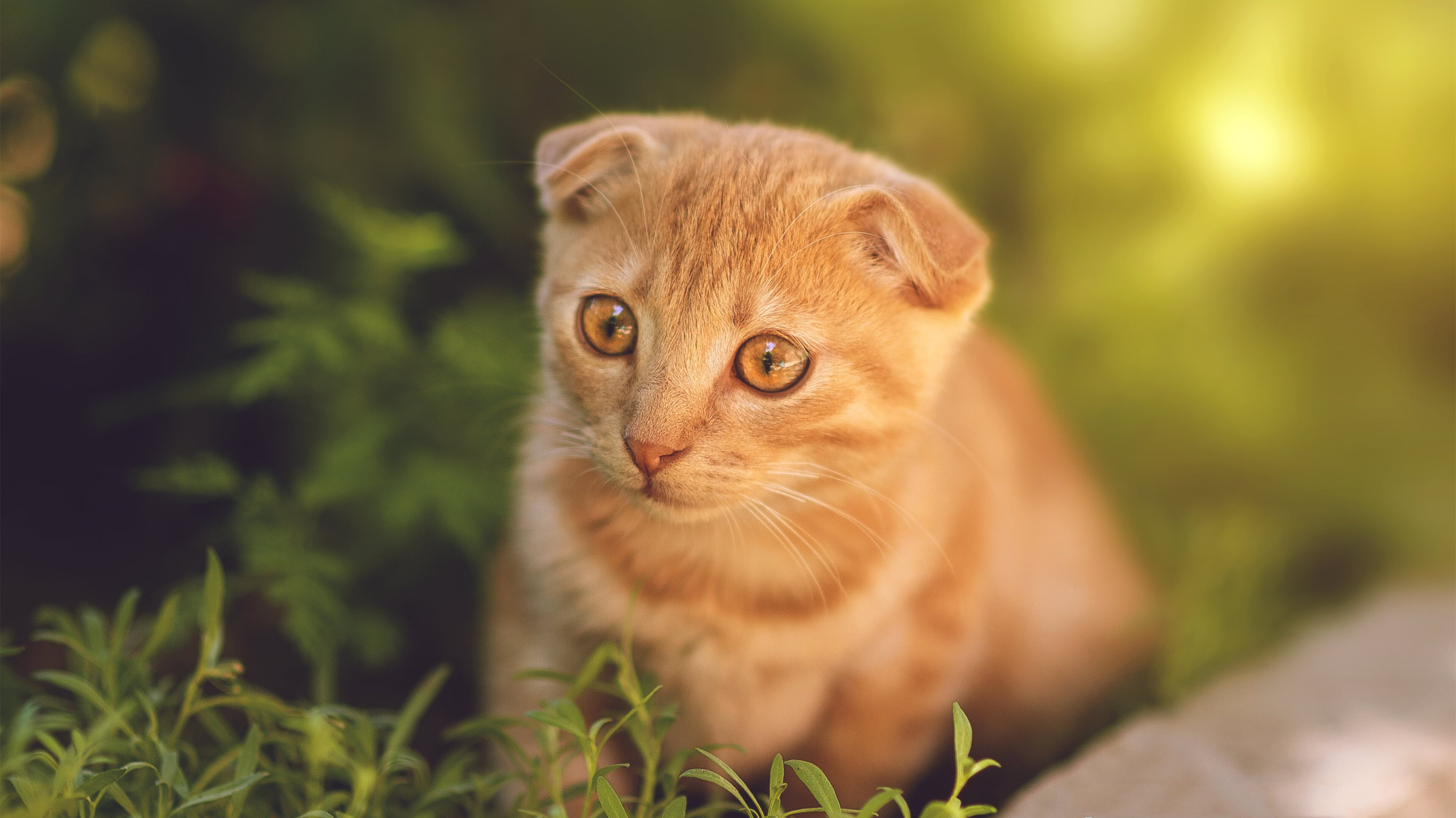 星辰骑士觉醒，贝恩生涯之夜撕裂克利夫兰，银灰鹈鹕展翅宣告新时代