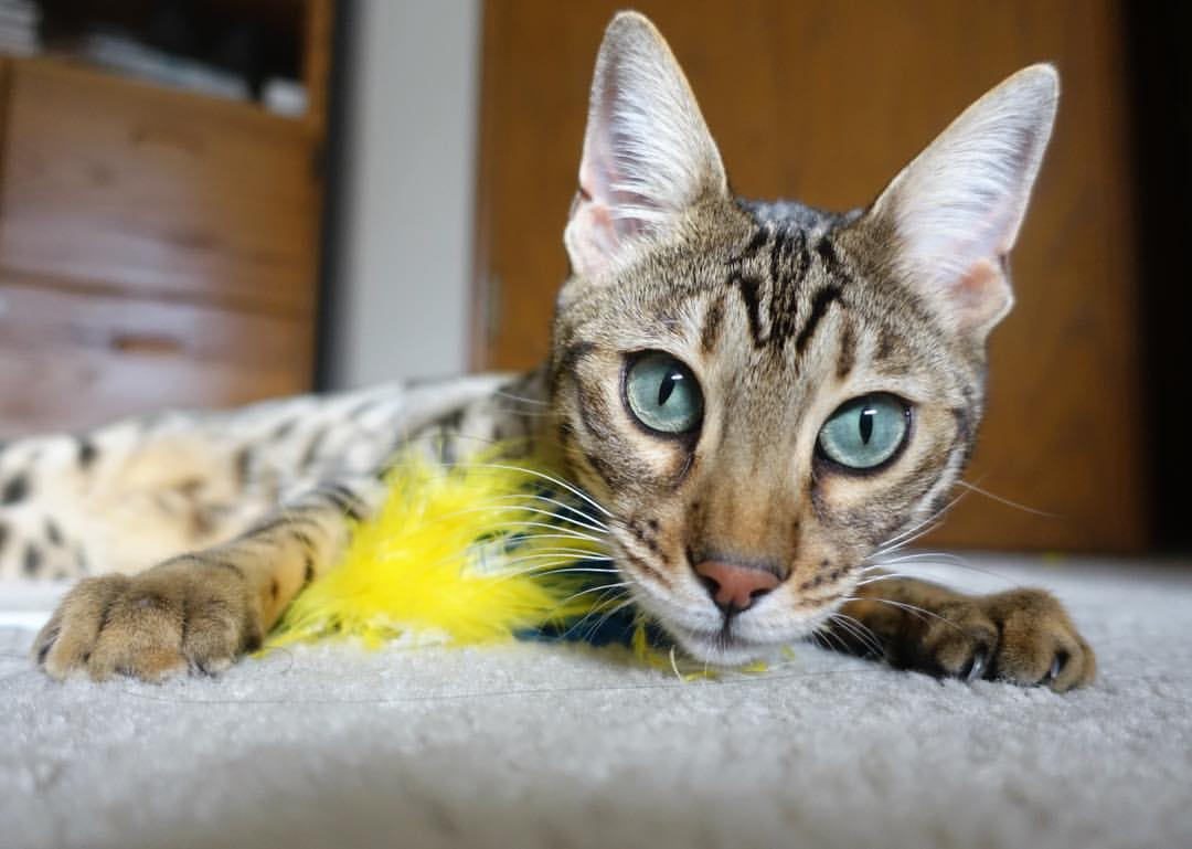 当艺术足球吞噬铁血战舰，一位英格兰少年在翡冷翠的暴雨中画下句点