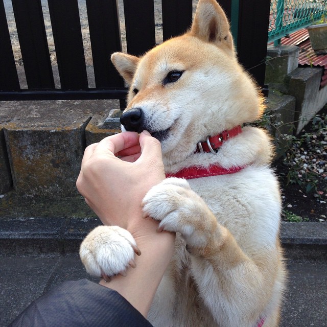 三分钟，从悬念到屠杀—绿军三节末的死亡变奏与布伦森的指挥艺术