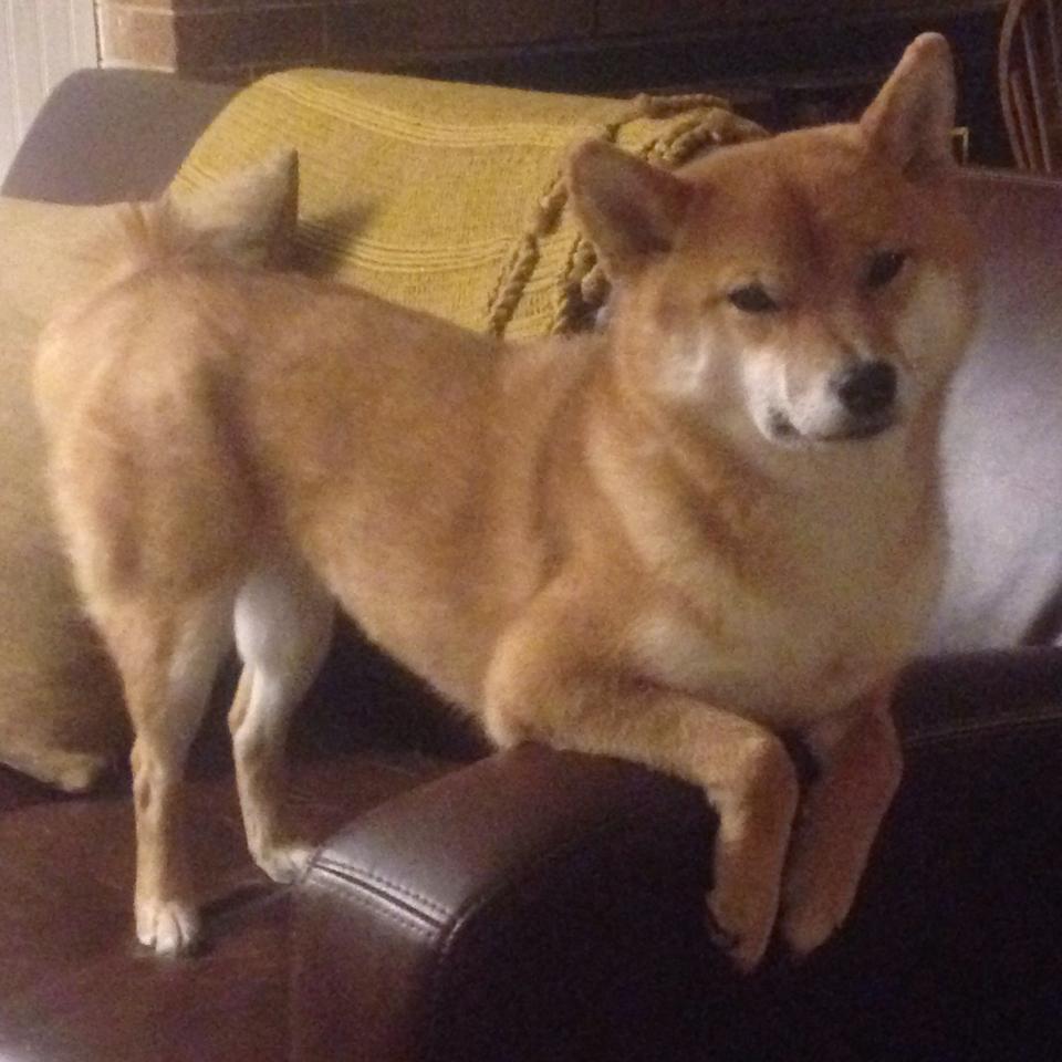 辽宁的铁血、老鹰的迁徙与库里的引力公式，谁真正掌控着比赛？