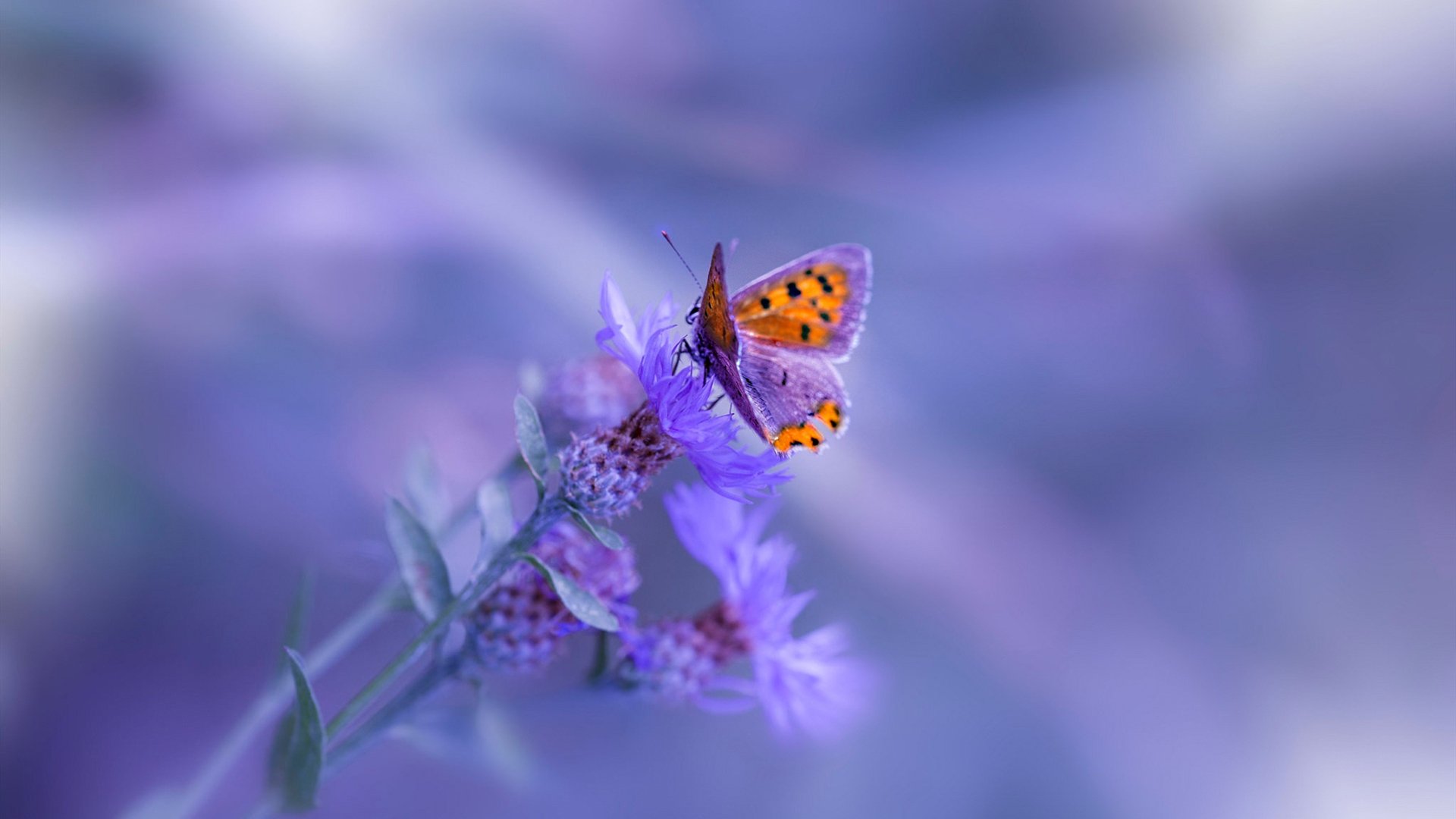 镜像对决，虚拟绿茵与现实星光间的马丁内利