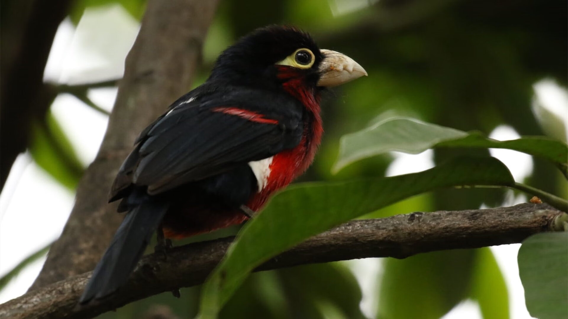 红军铁蹄踏破波兰坚城，布雷默再现大场面先生本色