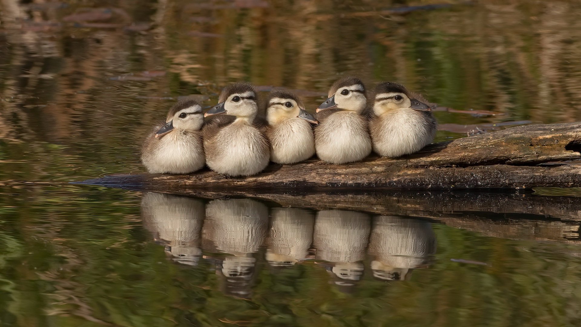 31分封喉！米切尔关键三分让国王饮恨，爵士主场奏凯