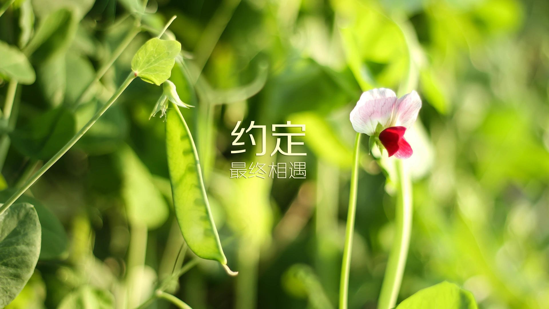 北欧风暴席卷绿茵,2026世界杯G组挪威绝杀美国,托纳利演绎中场大师课