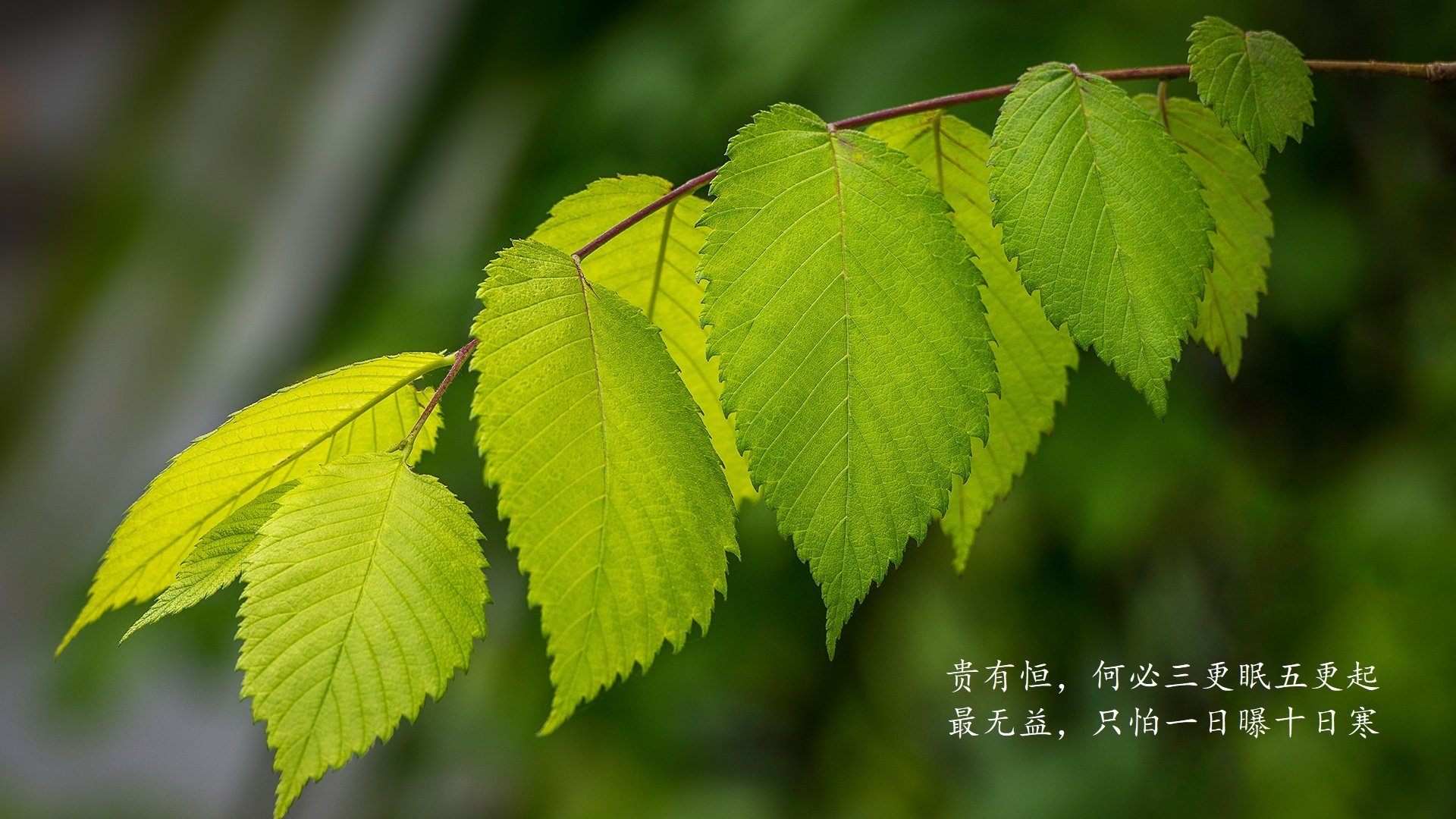 节奏主宰者，齐耶赫独舞之夜，厄瓜多尔在D组生死战中险胜罗马尼亚
