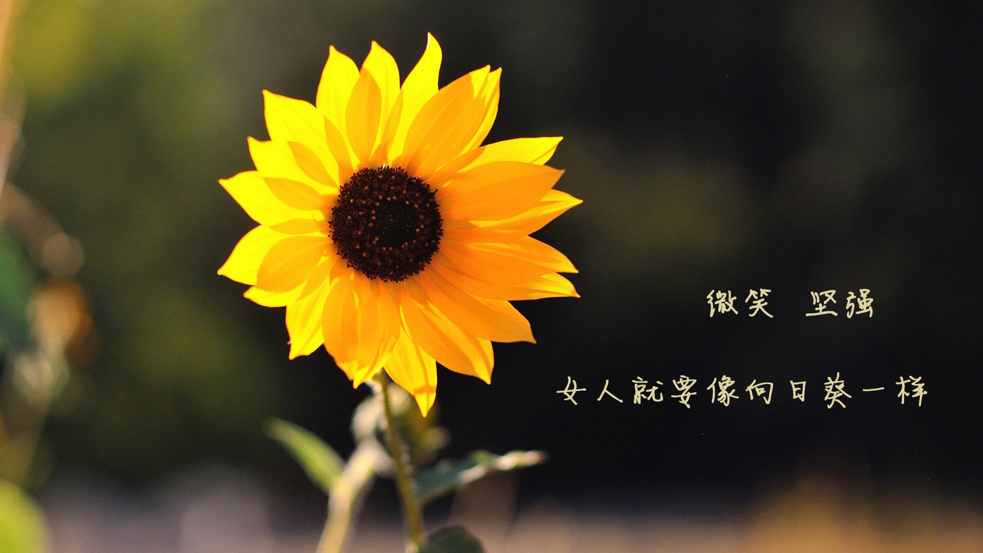 燃情2026，当南美铁骑碾过袋鼠军团，三笘薰用一场个人秀宣告亚洲足球新王当立